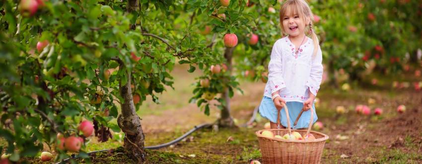 Do I Need to Be Concerned about Orlah When Apple Picking?