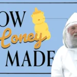 How Honey is Made with Ari Feferkorn